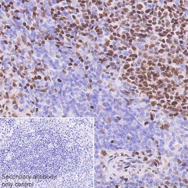 Anti-MEF2C antibody [EPR19089-202] - BSA and Azide free(AB231859)