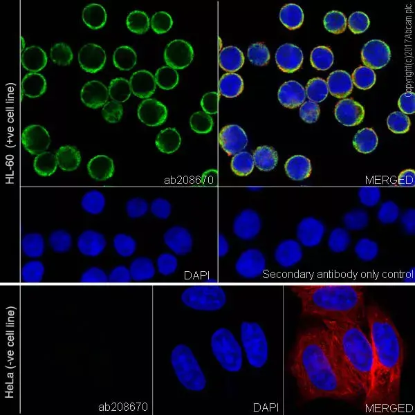 Anti-Myeloperoxidase antibody [EPR20257](AB208670)