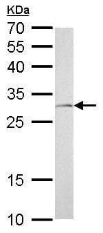 Anti-NQO1 antibody(AB227520)
