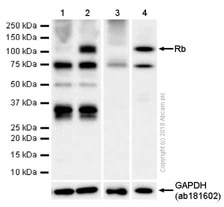 Anti-Rb antibody [EPR17512](AB181616)