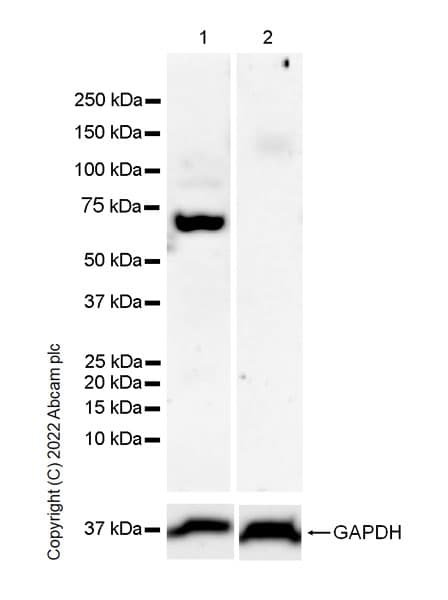 Anti-GATA1 antibody [EPR26488-109](AB300613)
