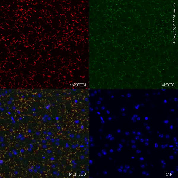 Anti-TMEM119 antibody [28-3] - Microglial marker(AB209064)