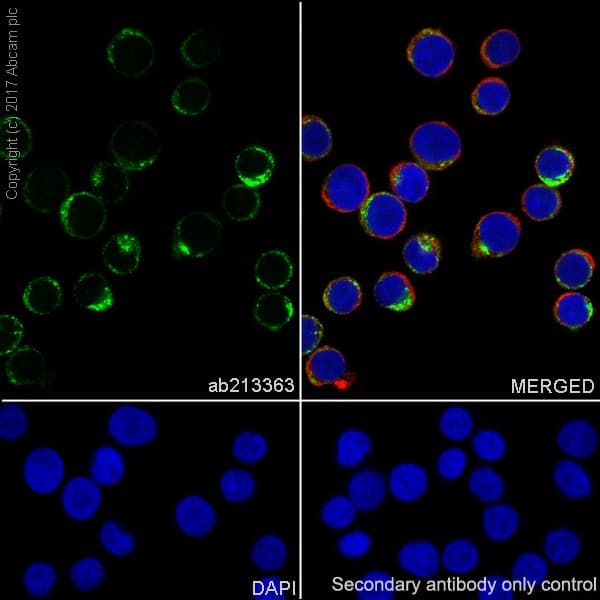 Anti-CD68 antibody [EPR20545](AB213363)