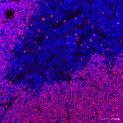 Anti-ROR gamma antibody [EPR20006] - BSA and Azide free(AB232516)