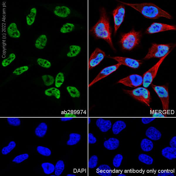 Hnrnp H Antibody Epr25302 12 Bsa And Azide Free Ab289999  Immunocytochemistry Immunofluorescence Img176218