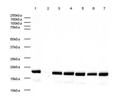 Anti-Histone H3 (mono methyl K4) antibody - ChIP Grade(AB8895)