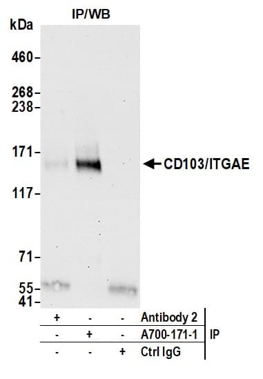 Anti-CD103/ITGAE antibody [BLR171J] - BSA free(AB314101)