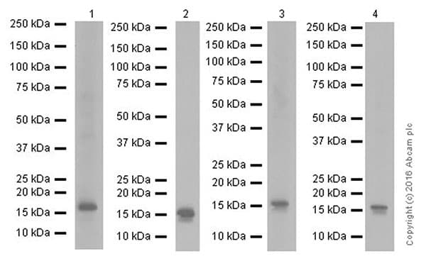 Anti-FGF1 antibody [EPR19989] - BSA and Azide free(AB271978)