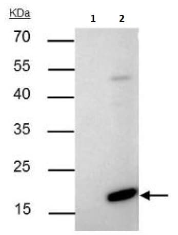 Anti-Bax antibody(AB263897)