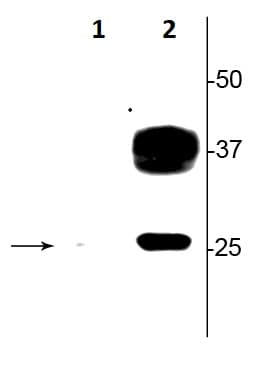Aquaporin 2 Phospho S269 Antibody Ab254072  Western Blot Img17206