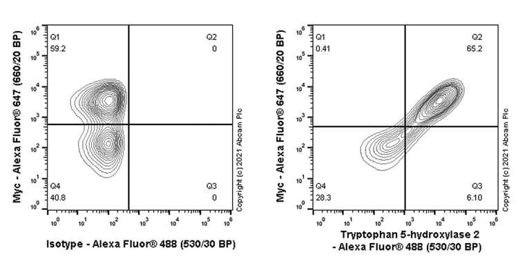 Anti-TPH2 antibody [EPR25100-29] - BSA and Azide free(AB288068)