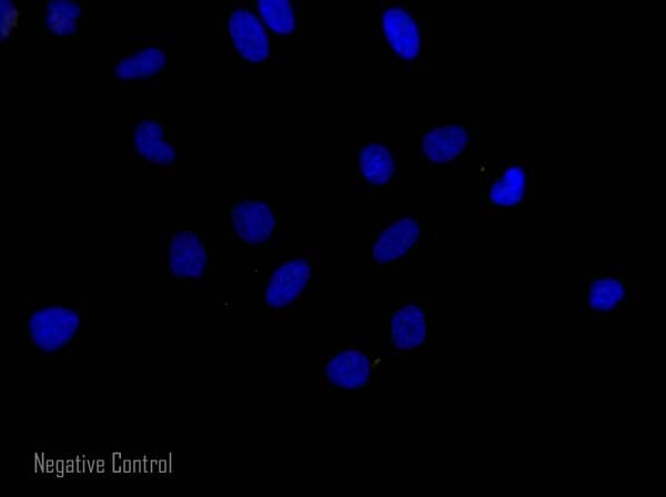 Donkey F(ab')2 Anti-Mouse IgG H&L (Alexa Fluor® 568)(AB175699)