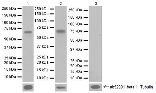 Anti-active YAP1 antibody [EPR19812](AB205270)
