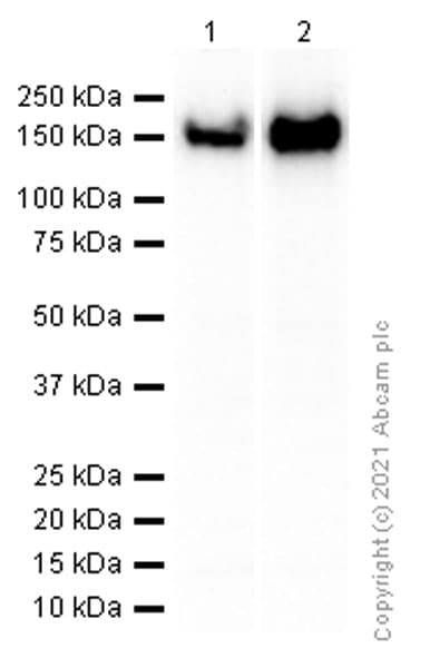 Cd21 Antibody Ep3093 Bsa And Azide Free Ab271855  Western Blot Img164811