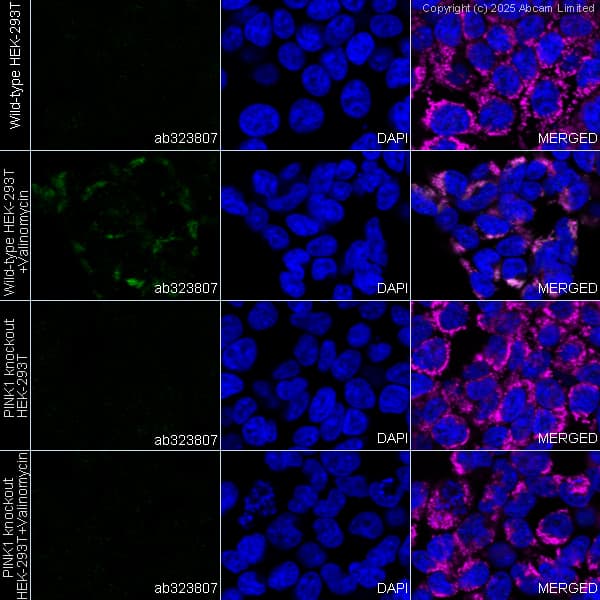 Human PINK1 knockout HEK-293T cell line(ab266393)