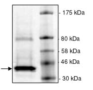 Ab198664  Sds Page Img65227