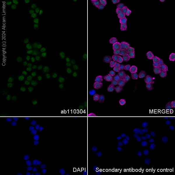 Anti-SIRT1 antibody [19A7AB4](AB110304)