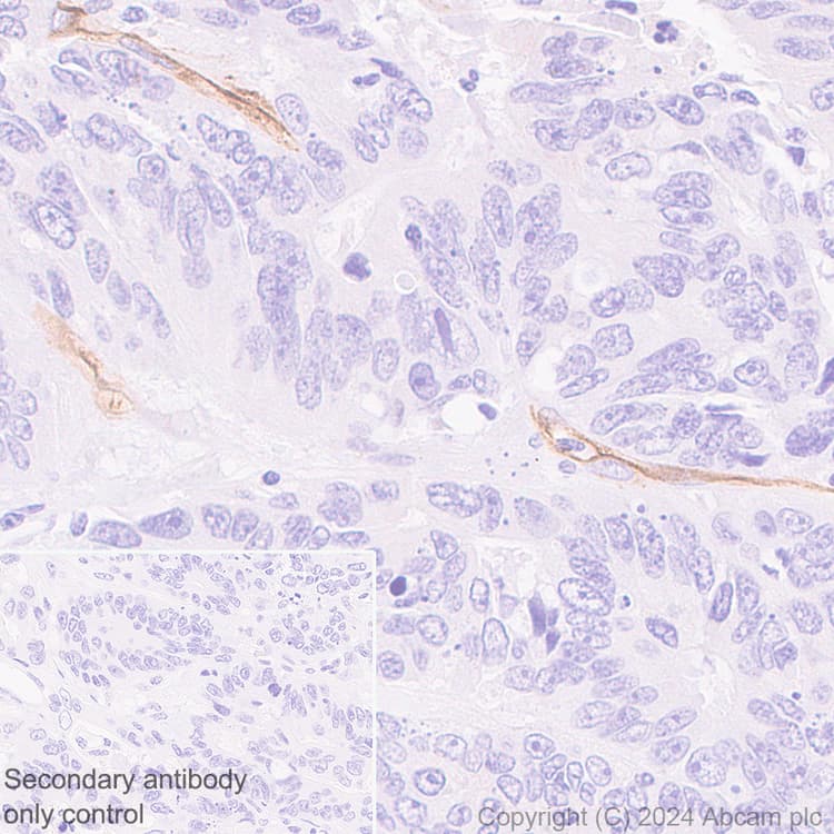 Cd34 Antibody Rm2052 Bsa And Azide Free Ab317589  Immunohistochemistry Formalin Pfa Fixed Paraffin Embedded Sections Img431382