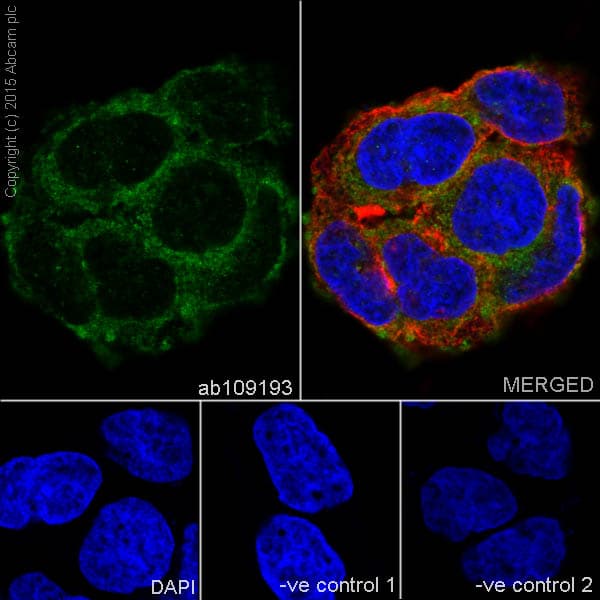 Rbp4 Antibody Ep3657 Ab109193  Immunocytochemistry Immunofluorescence Img97994