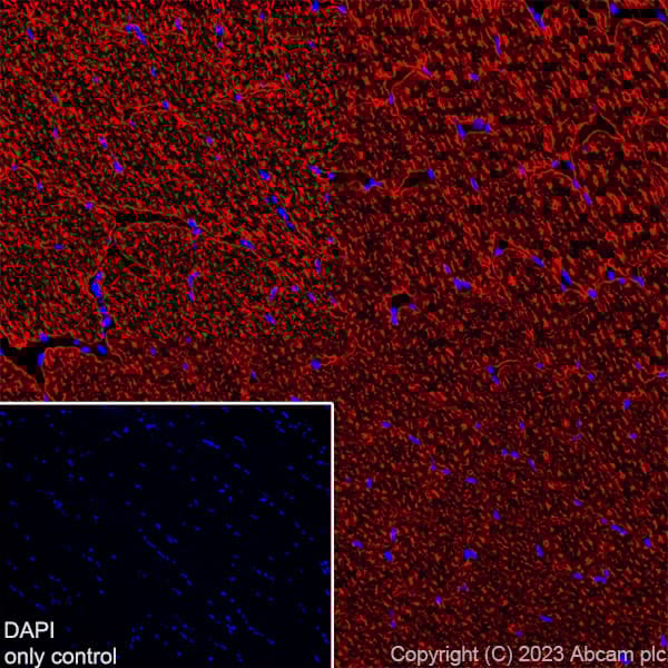 Alexa Fluor® 647 Anti-Myosin (MYH 1/2) antibody [A4.1025](AB315963)