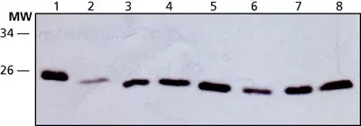 Anti-HMGB2 antibody(AB67282)
