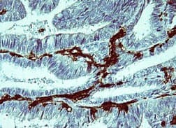 Anti-IL-1 beta antibody [OTI3E1](AB156791)