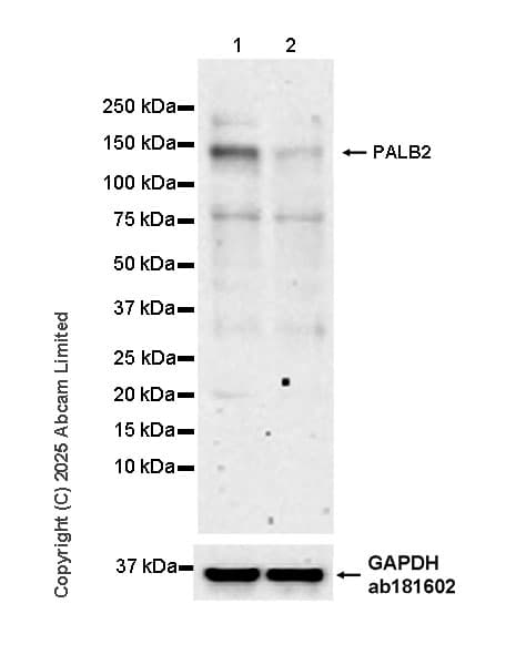 Goat Anti-Rabbit IgG H&L (HRP)(AB97051)