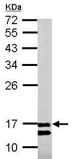 Anti-COX IV antibody - Mitochondrial Marker(AB153709)