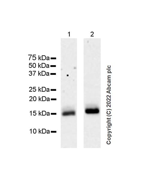 Anti-XCL1+XCL2 antibody [EPR26181-30] (BSA and Azide free)(AB302523)