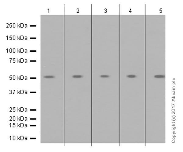 Anti-MLKL (phospho S358) antibody [EPR9514](AB187091)