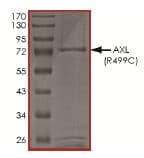 Recombinant human Axl protein(AB167950)