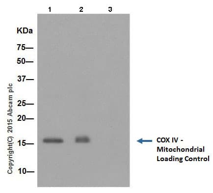 Anti-COX IV antibody [EPR9442(ABC)] - BSA and Azide free(AB231168)