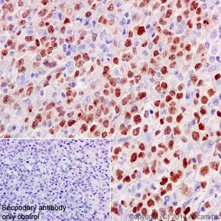 Anti-PAX5 antibody [EPR3730(2)](AB109443)
