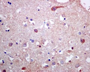 Anti-PLCD1 antibody [EPR8430](AB134936)