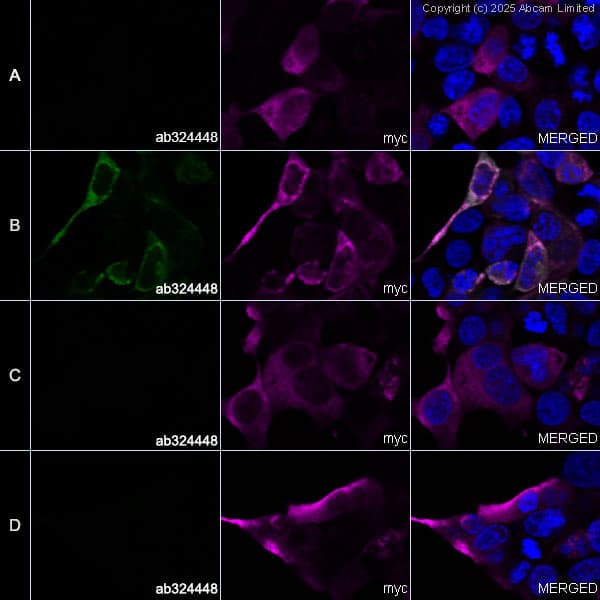 Anti-Myc tag antibody(AB9106)