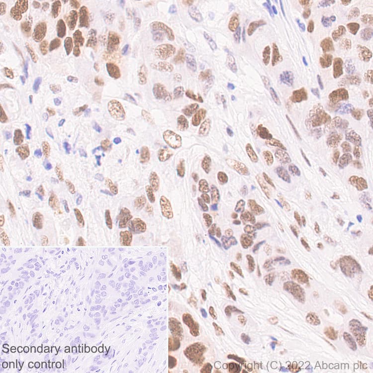 Kdm4b Jmjd2b Antibody Epr25240 41 Bsa And Azide Free Ab305057  Immunohistochemistry Img405090