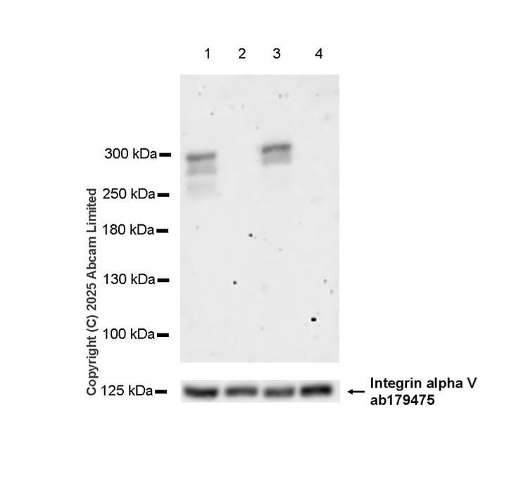 Anti-NG2 antibody [EPR23752-147] - BSA and Azide free(AB275041)