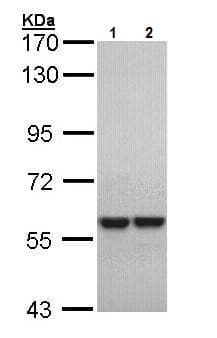Anti-MYH/MUTYH antibody(AB228722)