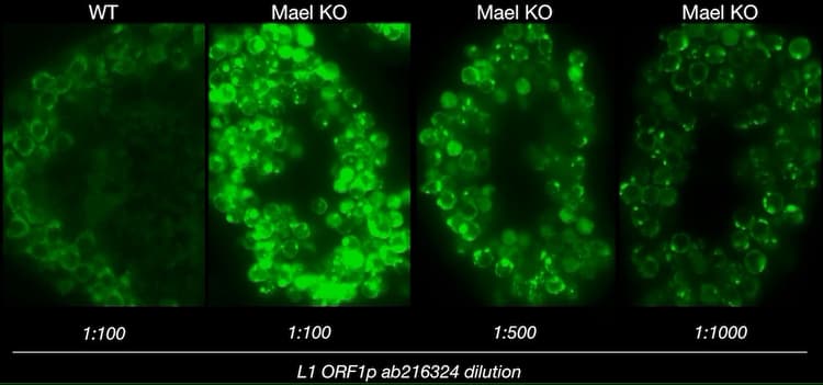 Anti-LINE-1 ORF1p antibody [EPR21844-108](AB216324)