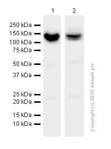 Anti-RENT1/hUPF1 antibody [EPR4681](AB109363)