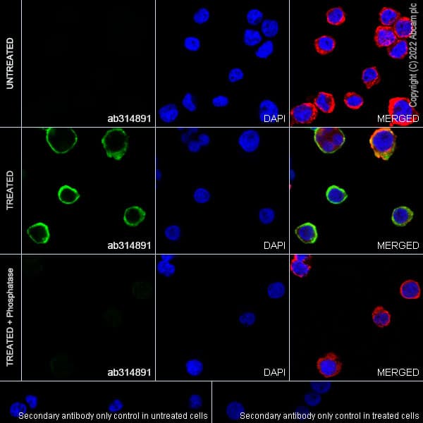 Anti-DAP12 (phospho Y91) antibody [EPR25630-43](AB314891)