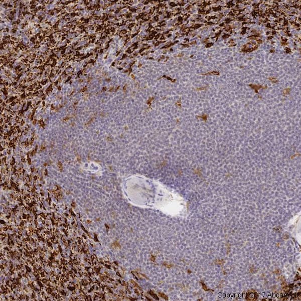 Anti-Heme Oxygenase 1 antibody [HO-1-1](AB13248)