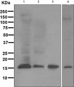 Ube2l6 Antibody Epr42672 Ab109086  Western Blot Img113836