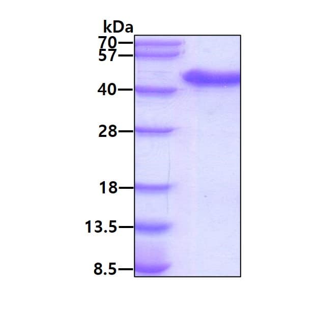 Ab177681  Sds Page Img169444