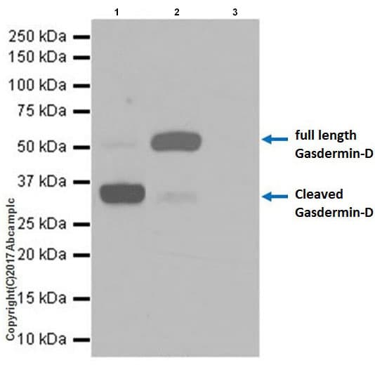 Anti-GSDMD antibody [EPR19828] - BSA and Azide free(AB225867)