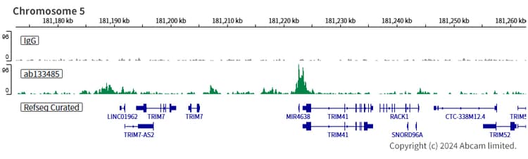 Anti-FLI1 antibody [EPR4646](AB133485)