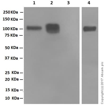 Anti-CD19 antibody [EPR5906](AB134114)