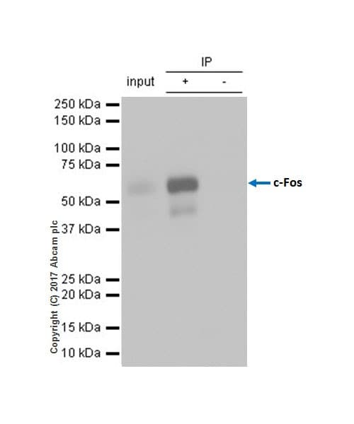 Anti-c-Fos antibody [EPR20769](AB214672)