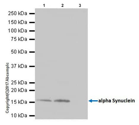 Anti-Alpha-synuclein antibody [EPR20535] - BSA and Azide free(AB225866)