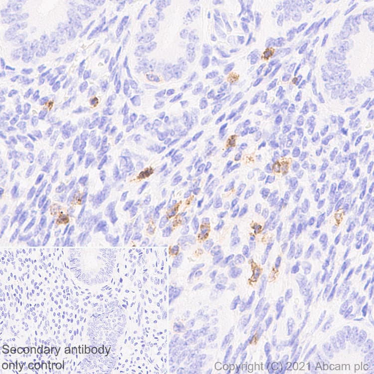 Anti-IL2 Receptor beta/p75 antibody [EPR24336-29](AB271040)